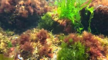 Sualtı manzarası, kırmızı ve yeşil algler kıyıya yakın kayalarda yetişir.