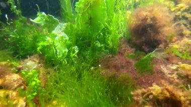 Kıyıya yakın kayalarda yetişen kırmızı ve yeşil alglerin sualtı görüntüsü