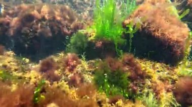 Kıyıya yakın kayalarda yetişen kırmızı ve yeşil alglerin sualtı görüntüsü
