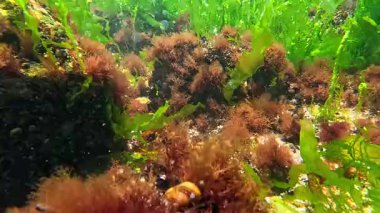 Kıyıya yakın kayalarda yetişen kırmızı ve yeşil alglerin sualtı görüntüsü