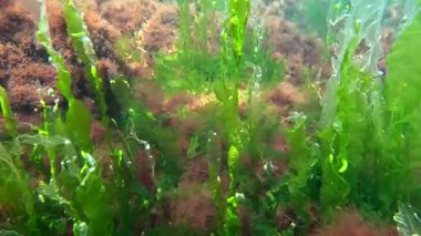 Kıyıya yakın kayalarda yetişen kırmızı ve yeşil alglerin sualtı görüntüsü