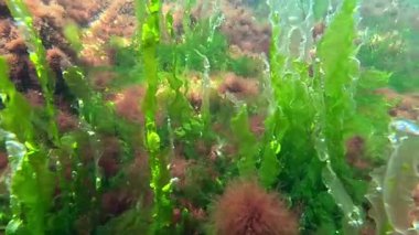 Kıyıya yakın kayalarda yetişen kırmızı ve yeşil alglerin sualtı görüntüsü
