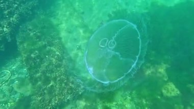 Aurelia aurita - Ay denizanası, büyük nektonik organizma