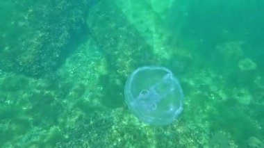 Aurelia aurita - Ay denizanası, büyük nektonik organizma