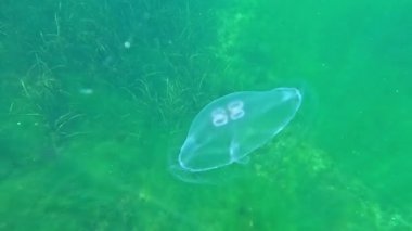 Aurelia aurita - Ay denizanası, büyük nektonik organizma