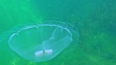 Aurelia aurita - Ay denizanası, büyük nektonik organizma