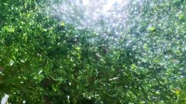 Karadeniz kıyısında fırtına tarafından koparılmış yeşil yosunlar, su yüzeyinde güneş parlıyor.