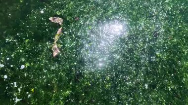 Karadeniz kıyısında fırtına tarafından koparılmış yeşil yosunlar, su yüzeyinde güneş parlıyor.