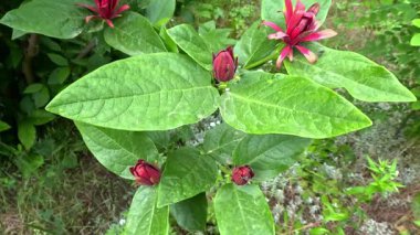 Calycanthus batcalcidentalis - bitkinin yeşil yapraklarının arka planına karşı kırmızı çiçeklerin yakın çekimi