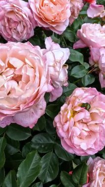 Bahçedeki gül çeşitliliğinin pembe çiçekleri, Ukrayna