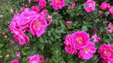 Bahçedeki gül çeşitliliğinin kırmızı çiçekleri, Ukrayna