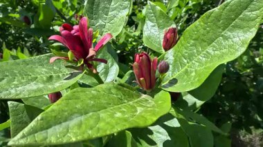 Calycanthus batcalcidentalis - kırmızı çiçeklere karşı yakın plan
