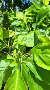 Sert yeşil yaprakları ve kabarıklığı olan manolya silindirik ağacı.