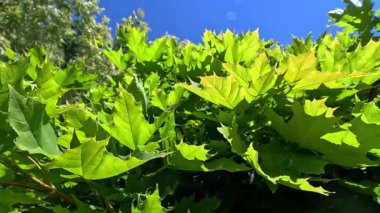 Norveç akçaağaç Acer platanoidleri, yeşil ağaç yaprakları rüzgarda sallanıyor