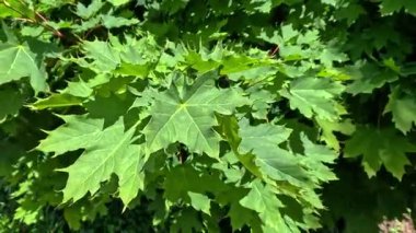 Norveç akçaağaç Acer platanoidleri, yeşil ağaç yaprakları rüzgarda sallanıyor
