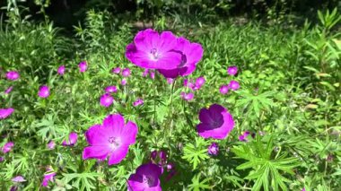 Sardunya sanguinyum, bahçedeki rüzgarda sallanan süs bitkisinin parlak kırmızı çiçekleri.