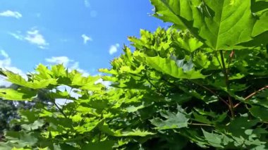 Norveç akçaağaç Acer platanoidleri, yeşil ağaç yaprakları rüzgarda sallanıyor