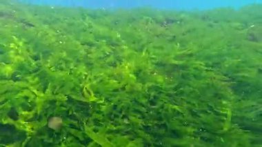 Bir taşın üzerinde büyüyen Karadeniz yosunları, yeşil algler Ulva (Enteromorpha).