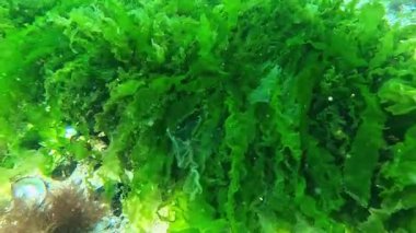 Bir taşın üzerinde büyüyen Karadeniz yosunları, yeşil algler Ulva (Enteromorpha).