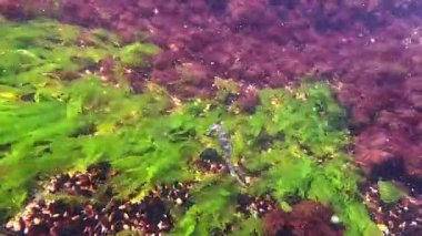 Uzun burunlu deniz atı - Hipokampüs hipokampüsü, makro yosunların arka planında yüzer
