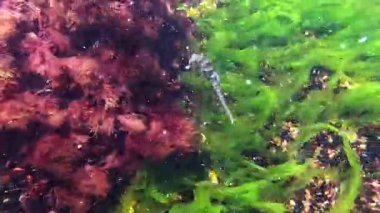 Uzun burunlu deniz atı - Hipokampüs hipokampüsü, makro yosunların arka planında yüzer