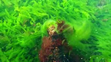 Karadeniz 'deki sualtı manzarası, lifli yeşil alg Cladophora ve kırmızı alg seramium