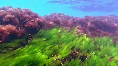 Karadeniz 'deki sualtı manzarası, yeşil Ulva algleri kırmızı seramium algleri arasında kayaların üzerinde büyür ve suyu oksijenle doldurur..