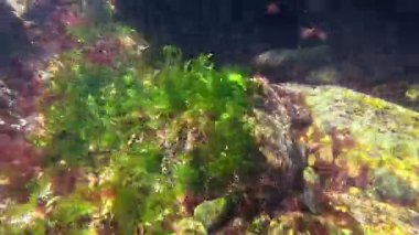 Karadeniz 'deki sualtı manzarası, yeşil Ulva algleri kırmızı seramium algleri arasında kayaların üzerinde büyür ve suyu oksijenle doldurur..
