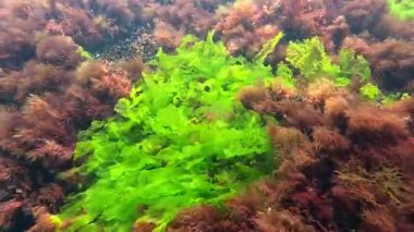 Karadeniz 'deki sualtı manzarası, yeşil Ulva algleri kırmızı seramium algleriyle çevrili kıyıya yakın kayalıklarda yetişir ve suyu oksijenle doldurur..