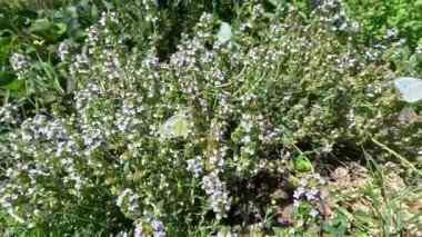 Lahana kelebeği Pieris sutyen, kelebekler çiçeklerde nektar toplar.