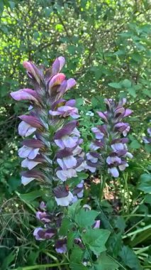 İstiridye bitkisi Acanthus Mollis, Akdeniz bitki türlerinin cilvesi.