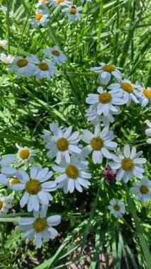 Pyrethrum sp. Bahçedeki papatya çayına benzer bir çiçek bitkisi.