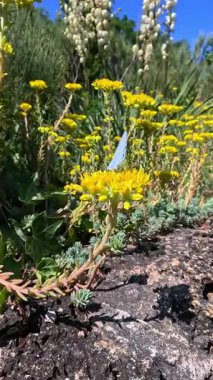 Celastrina oreas - mavi bir kelebek bahçedeki sulu bir bitkinin sarı çiçeklerinde nektar toplar..