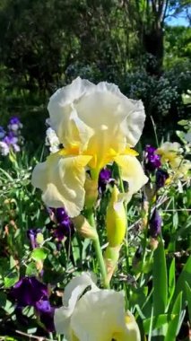 Botanik koleksiyonunda büyük çiçekli sarı-pembe dekoratif bahçe Iris Germanica