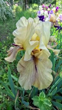 Botanik koleksiyonunda büyük çiçekli sarı dekoratif bahçe Iris Germanica