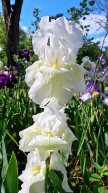 Botanik koleksiyonunda büyük çiçekler olan beyaz dekoratif bahçe Iris Germanica