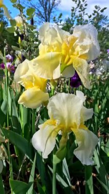 Botanik koleksiyonunda büyük çiçekli sarı dekoratif bahçe Iris Germanica