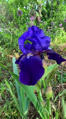 Botanik koleksiyonunda büyük çiçekler olan mor dekoratif bahçe Iris Germanica