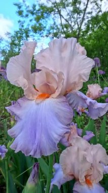 Botanik koleksiyonunda büyük çiçekleri olan mor renkli süs bahçesi Iris Germanica