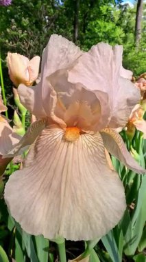 Krem renkli bahçe Iris Germanica botanik koleksiyonunda büyük çiçekler var.