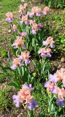 Krem renkli Mor kenarlı çiçek bahçesi Iris Germanica botanik koleksiyonunda büyük çiçekler