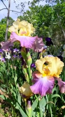 Krem renkli Mor kenarlı çiçek bahçesi Iris Germanica botanik koleksiyonunda büyük çiçekler