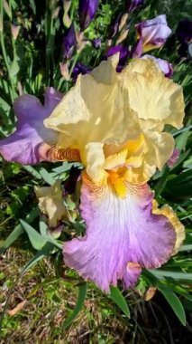 Krem renkli Mor kenarlı çiçek bahçesi Iris Germanica botanik koleksiyonunda büyük çiçekler