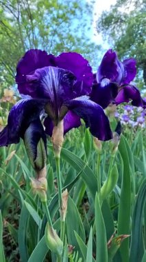 Botanik koleksiyonunda büyük çiçekler olan mor dekoratif bahçe Iris Germanica