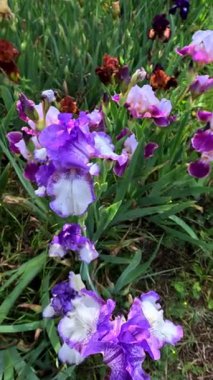 Botanik koleksiyonunda büyük çiçekler olan beyaz ve mor bahçe Iris Germanica.