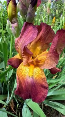 Botanik koleksiyonunda büyük çiçekler olan kırmızı ve kahverengi bahçe Iris Germanica