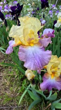 Sarı-mor dekoratif bahçe Iris Germanica botanik koleksiyonunda büyük çiçekler, Ukrayna.