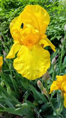 Botanik koleksiyonunda büyük çiçekli sarı dekoratif bahçe Iris Germanica, Ukrayna.