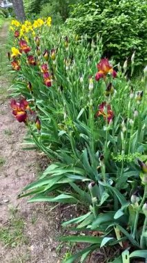 Botanik koleksiyonunda geniş çiçekli çeşitli türler süsleme bahçesi Iris Germanica