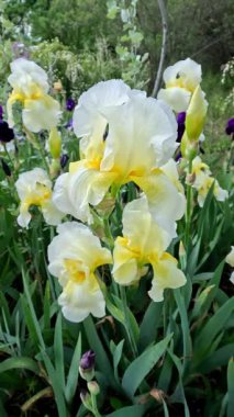 Beyaz ve sarı dekoratif bahçe İris Germanica büyük çiçeklerle